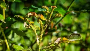 Co stosować na mszyce? Sprawdzone ekologiczne sposoby