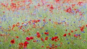 Łąka kwietna w ogrodzie