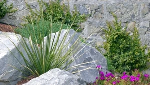 Jak założyć ogród skalny w ogrodzie?