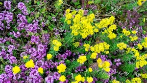 Rośliny, które lubią suszę