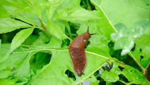 Skuteczny sposób na ślimaki w ogrodzie