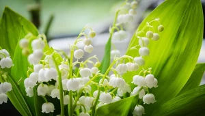 Uprawa i pielęgnacja konwalii majowej