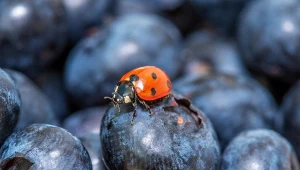 Pożyteczne biedronki