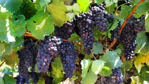 Winorośl - najlepsze odmiany do polskich ogrodów