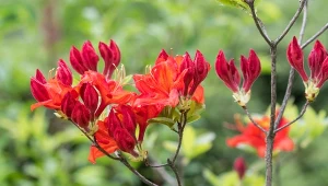 Jak pielęgnować azalie wielkokwiatowe?