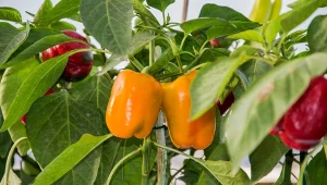 Papryka z własnego balkonu