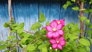 TOP 5: Pnącza na taras i balkon