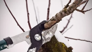 Ogrodnik radzi: Prace ogrodowe w styczniu