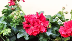 Jak przezimować pelargonie i surfinie?