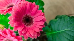 Gerbera doniczkowa – pielęgnacja i  uprawa