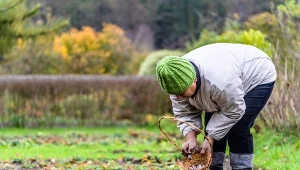 Obornik jest jednym z ulubionych naturalnych nawozów stosowanych przez ogrodników jesienią.