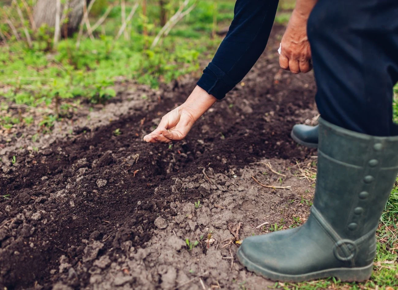 Świeżego obornika nie powinno się stosować bezpośrednio przed sadzeniem lub siewem.