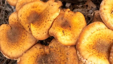 Największym żywym organizmem na świecie jest grzyb 