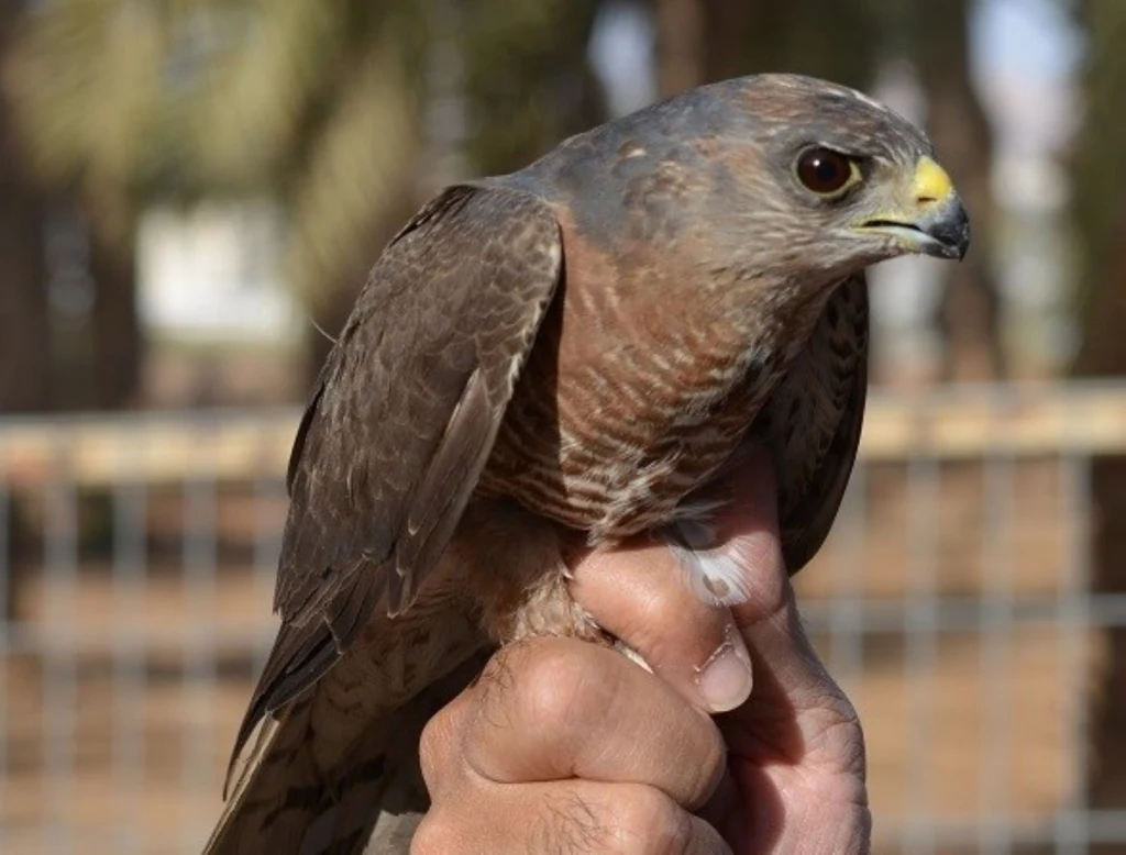 Krogulec krótkonogi znika i może już zniknął z Ukrainy Krogulec krótkonogi znika i może już zniknął z Ukrainy