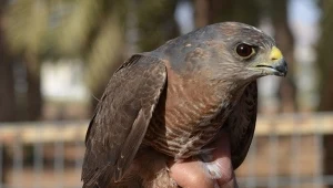Krogulec krótkonogi znika i może już zniknął z Ukrainy