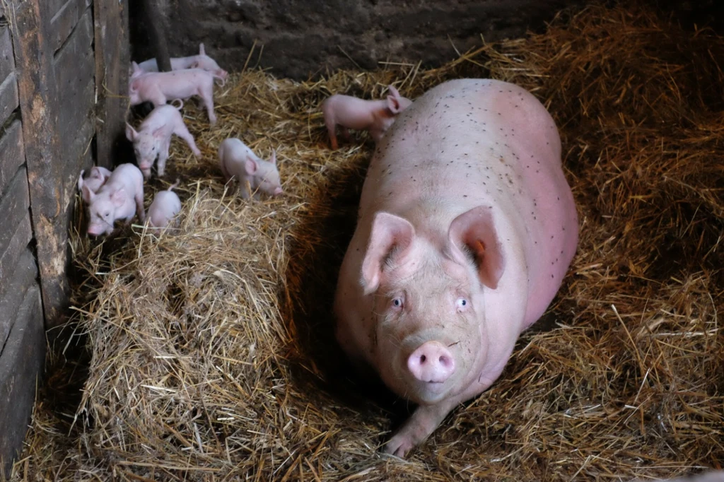 Wielki przekręt w branży. Mięso miało pochodzić od "szczęśliwych zwierząt"