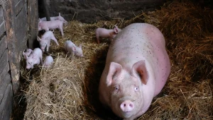 Wielki przekręt w branży. Mięso miało pochodzić od "szczęśliwych zwierząt"