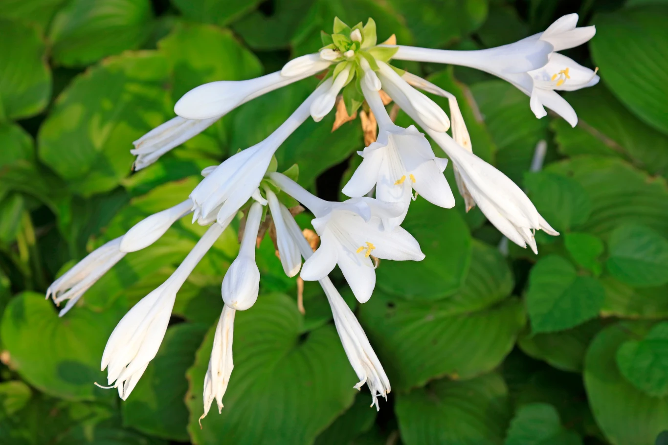 Funkia Siebolda to jeden z lepszych kwiatów do ogrodu 