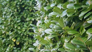 Dlaczego warto posadzić laurowiśnię na żywopłot w ogrodzie?