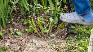 Końcówka października to najwyższy czas, żeby wykopać dalie.