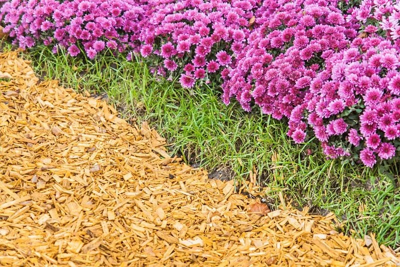 Podczas ściółkowania należy uważać, aby nie przesadzić z ilością wykładanego materiału