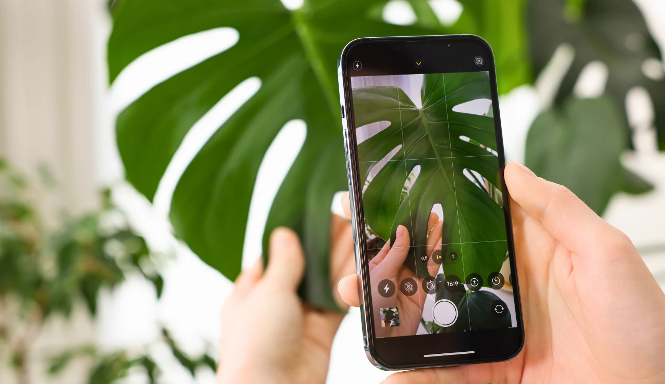 Jak działa aplikacja do rozpoznawania roślin? Jak działa aplikacja do rozpoznawania roślin?