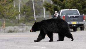 Wielkie polowanie na niedźwiedzie. Trudno uwierzyć, że zabili ich aż tyle