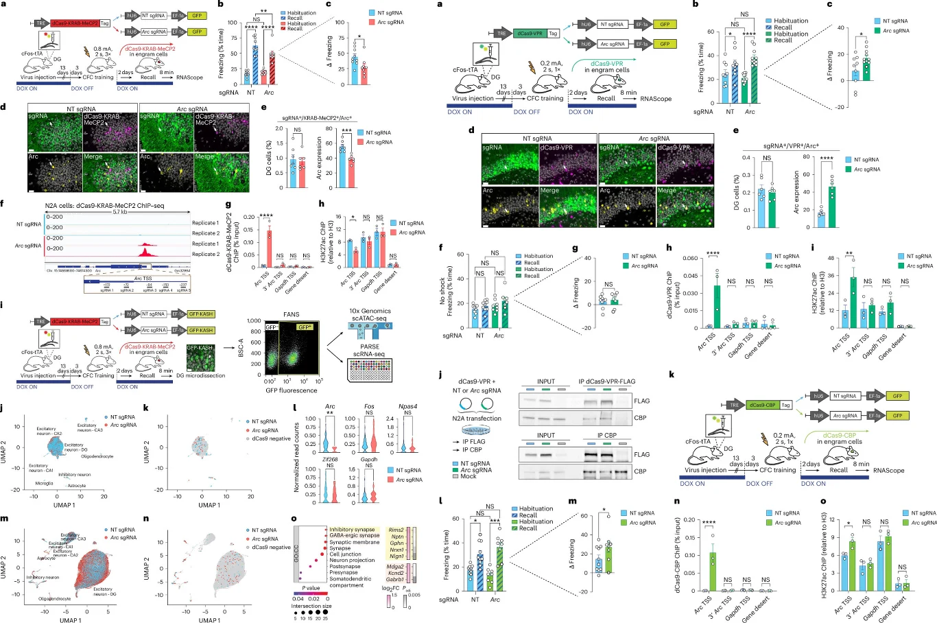Zestawienie schematów eksperymentalnych, wykresów słupkowych, zdjęć mikroskopowych tkanek z różnymi znacznikami fluorescencyjnymi, diagramów przepływowych i wyników analizy biologicznej, obejmujących analizę ekspresji genów, efektywności CRISPR oraz ak...