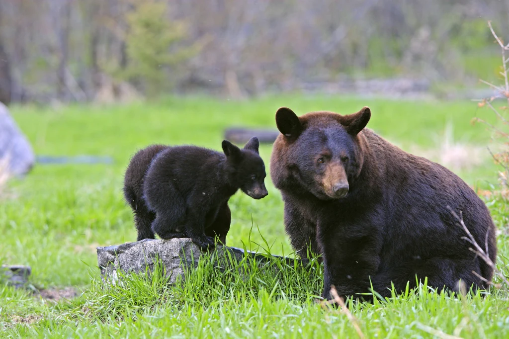 Niedźwiedź czarny jst najmniejszym z gatunków niedźwiedzi z rodzaju Ursus występujących w Ameryce Północnej. Dwa niedźwiedzie, dorosły i młode, znajdują się na zielonej polanie pośród trawy i kamieni. W tle rozmyte drzewa i naturalny krajobraz.