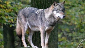Tych drapieżników jest coraz więcej. Dominuje jeden region?