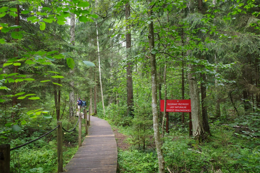 Po masowych wycinkach w 2017 r. i budowie zapory na granicy polsko-białoruskiej stan Puszczy Białowieskiej jest krytyczny Drewniana ścieżka poprowadzona przez gęsty, zielony las, po której spacerują dwie osoby. Po prawej stronie widoczna jest czerwona tabliczka informacyjna, informująca o rezerwacie przyrody.