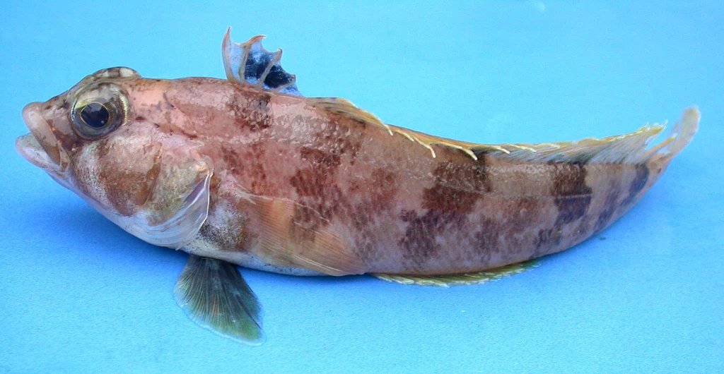 Ryba z gatunku Lindbergichthys nudifrons żyje w zimnych wodach Antarktyki Rybą o wydłużonym, lekko spłaszczonym ciele, pokryta ciemnymi plamami, z dużym okiem i wyraźnym płetwem grzbietowym, sfotografowana na niebieskim tle.