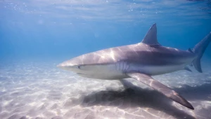 Łagodne dotąd żarłacze pożarły nurka. Znamy powód ataku