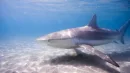 Żarłacz ciemnoskóry trafił na czołówki gazet, gdy zaatakował nurka w Izraelu