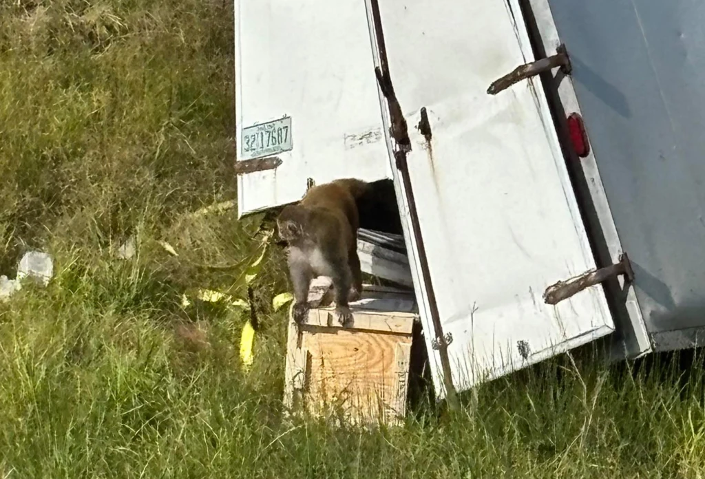 Małpa opuszczająca otwartą przestrzeń znajdującą się z tyłu pojazdu dostawczego, stojącą na skrzyni pośród wysokiej trawy.