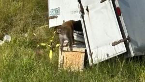 Jak w filmie! Makaki z laboratorium uciekły z ciężarówki 