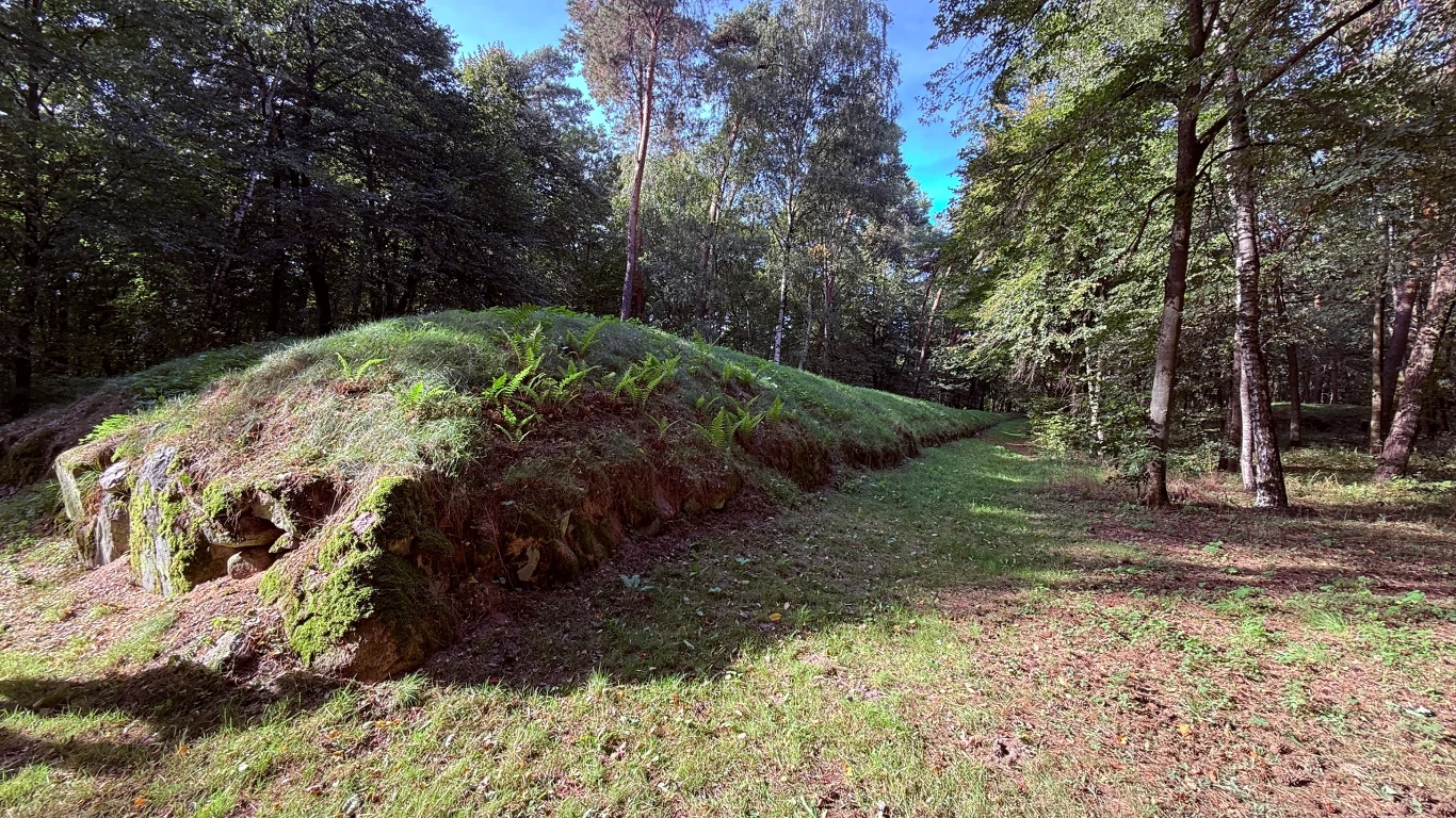 W Wietrzychowicach można zobaczyć skupisko megalitycznych budowli. Długie kopce robią wrażenie. Leśny kopiec porośnięty mchem i paprociami otoczony gęstymi drzewami, wyraźnie widoczne naturalne światło wśród zieleni lasu.