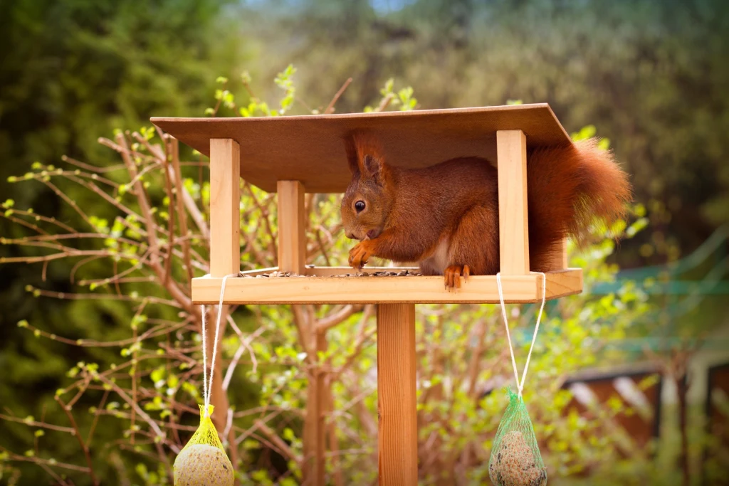 Jak mądrze dokarmiać wiewiórki? Jak mądrze dokarmiać wiewiórki?