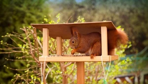 Koniecznie wsyp to do karmnika. Wiewiórki zlecą się jak szalone