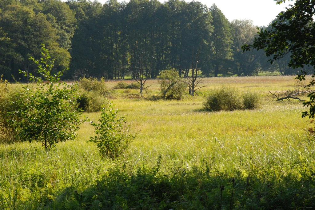 Słoneczna łąka otoczona drzewami, z wysoką trawą i pojedynczymi krzewami, w tle gęsty las.