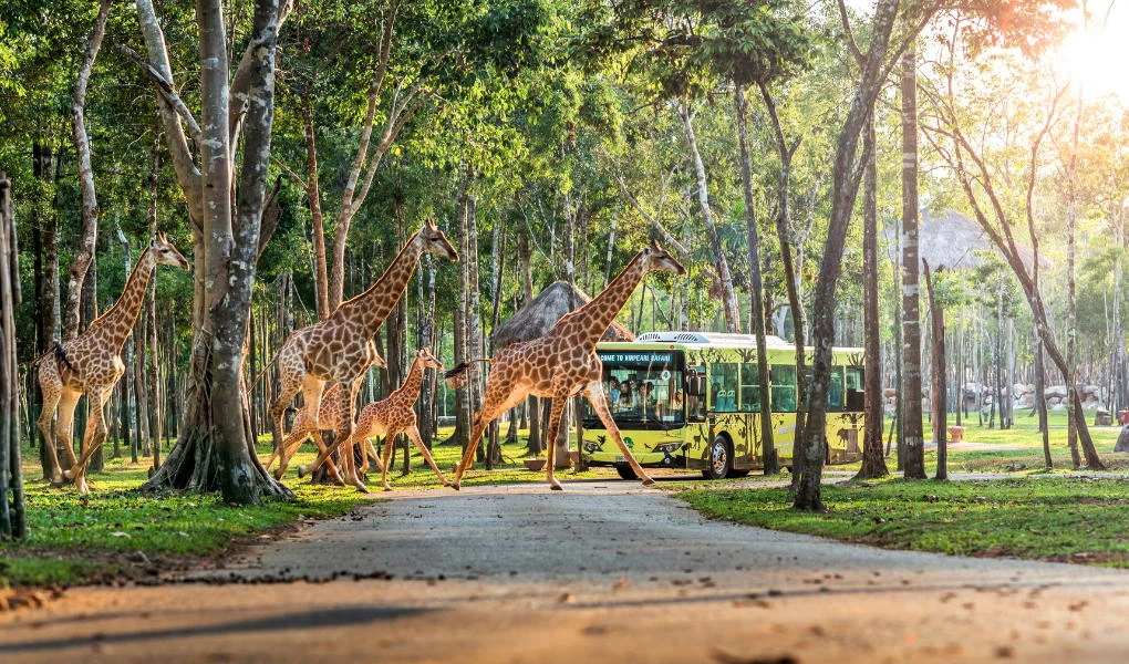 Grupa żyraf przechodzi przez leśną aleję, tuż przed zielonym autobusem wycieczkowym w naturalnym, słonecznym otoczeniu. W tle widoczne są drzewa o wysokich, smukłych pniach, promienie słoneczne przebijają się przez gęstwinę liści.