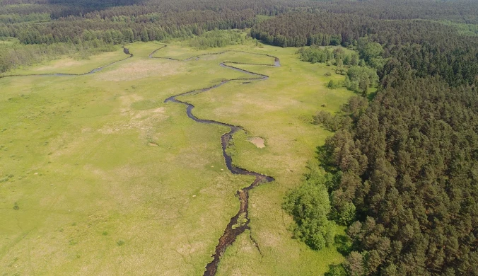 Polscy przyrodnicy wykupują kolejne torfowiska, żeby skuteczniej chronić polską przyrodę i tworzyć rezerwaty przyrody. Na zdjęciu dolina Pliszki