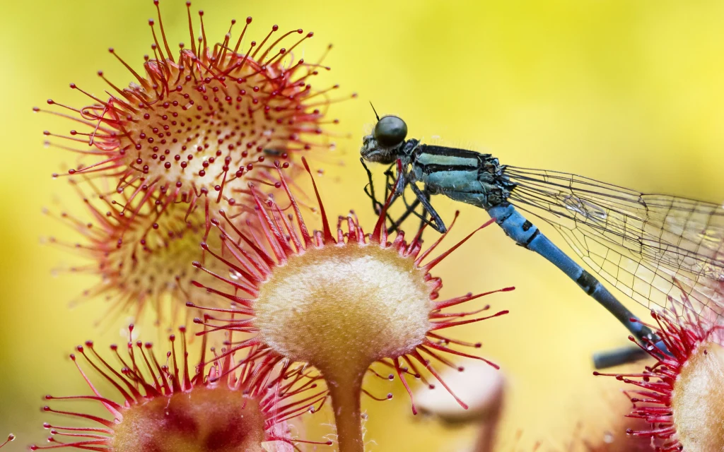 Rosiczka okrągłolistna jest pod ochroną i to roślina charakterystyczna dla obszarów torfowisk Ważka w odcieniach niebieskiego siedząca na czerwonej rosiczce z wyraźnie widocznymi kroplami lepku na włoskach rośliny, tło rozmyte w żółtych tonach.