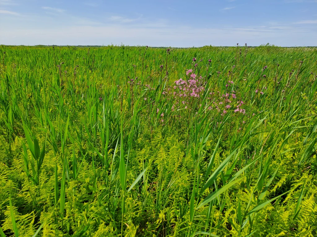 Torfowisko niskie nad Biebrzą Łąka z gęsto rosnącą zieloną trawą i paprociami, pośród których wyróżniają się delikatne różowe kwiaty. Szeroki, otwarty horyzont pod błękitnym, lekko zachmurzonym niebem.