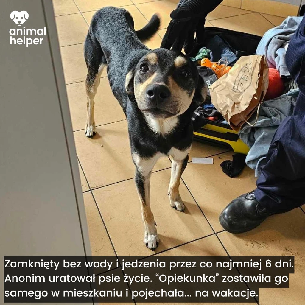 Animal Helper to realna pomoc, która dała szansę na przeżycie wielu zwierzętom w Polsce Wystraszony pies o czarnej i beżowej sierści stoi w jasnym pomieszczeniu na podłodze z płytek, przy otwartych drzwiach. Obok na podłodze widoczna jest ręka osoby w niebieskiej odzieży, część torby z ubraniami i butami.