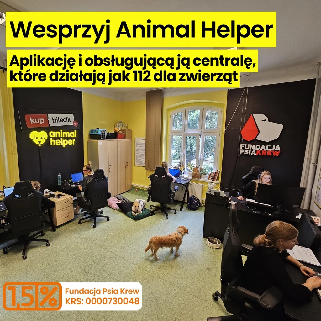 Bez wsparcia obywateli projekt jedynej takiej pomocy dla zwierząt w Polsce może nie przetrwać Biuro organizacji wspierającej zwierzęta, w którym kilka osób pracuje przy komputerach oraz pies chodzi po pomieszczeniu. Na ścianach widoczne są logotypy fundacji i aplikacji Animal Helper oraz informacje zachęcające do wsparcia. Widok wnętrza z jasny...