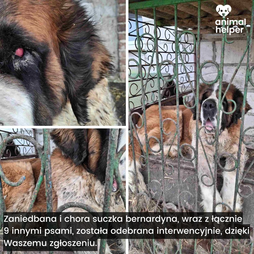 Widok uratowanych przez zgłoszenia Animal Helper zwierząt pozostaje na długo w pamięci osoby, która realnie przyniosła tę pomoc Zaniedbane bernardyny zamknięte w brudnej, zardzewiałej klatce, wykazujące objawy choroby i wyraźnego zaniedbania, z widocznym zaczerwienionym okiem oraz zabrudzoną sierścią.