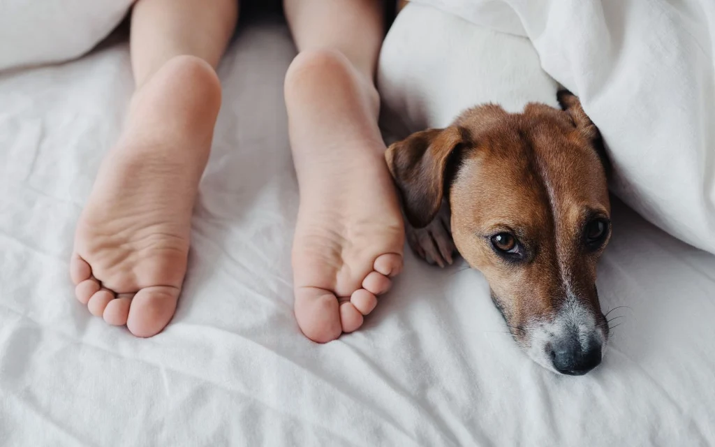 Twój pies śpi w nogach? Ma ku temu istotne powody Twój pies śpi w nogach? Ma ku temu istotne powody