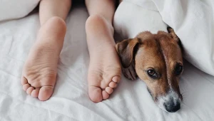 Nocny strażnik u twoich nóg. Skąd bierze się to zachowanie u psa?