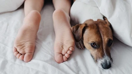 Twój pies śpi w nogach? Ma ku temu istotne powody